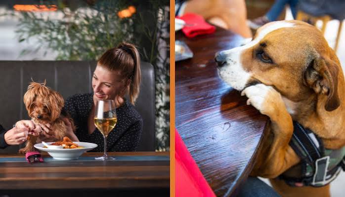 The Perfect Dining Experience