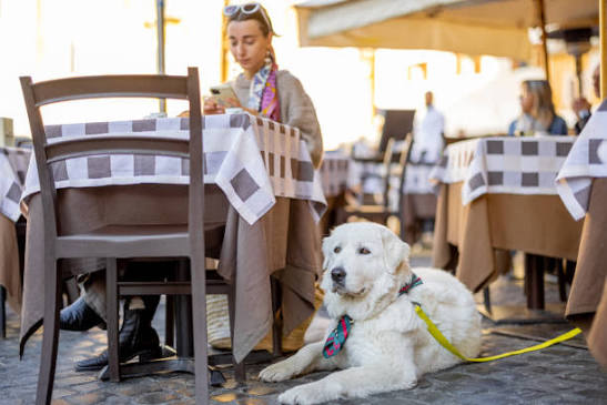 The Perfect Dining Experience